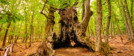 Castañar en El Tiemblo, Ávila
