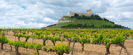 Winnica z zamkiem Peñafiel w tle, Valladolid