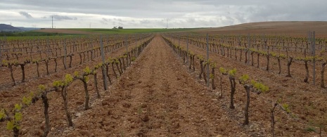 Winnice winiarni Valdesneros w Torquemadzie, Palencia