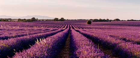Campo di lavanda nel comune di Brihuega, a Guadalajara (Castiglia-La Mancia)