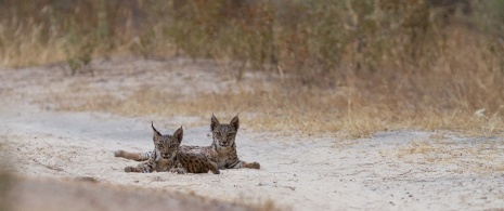 Lince iberico in libertà ©Wildlife Spain