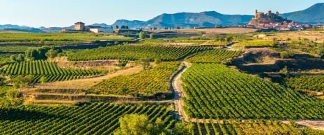 Viñedos de La Rioja