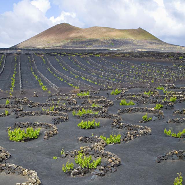 Viñedos sobre cráteres en La Geria, Lanzarote Viñedos sobre cráteres en La Geria, Lanzarote
