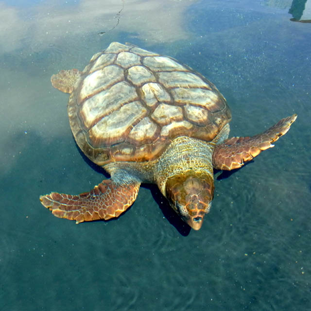 Tortuga Caretta Caretta en el Puerto del Morro, Fuerteventura Tortuga Caretta Caretta en el Puerto del Morro, Fuerteventura