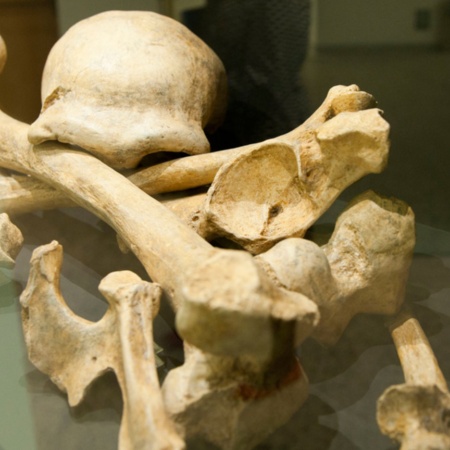 Exposition sur les hommes de Néandertal, musée de l'évolution humaine, Burgos