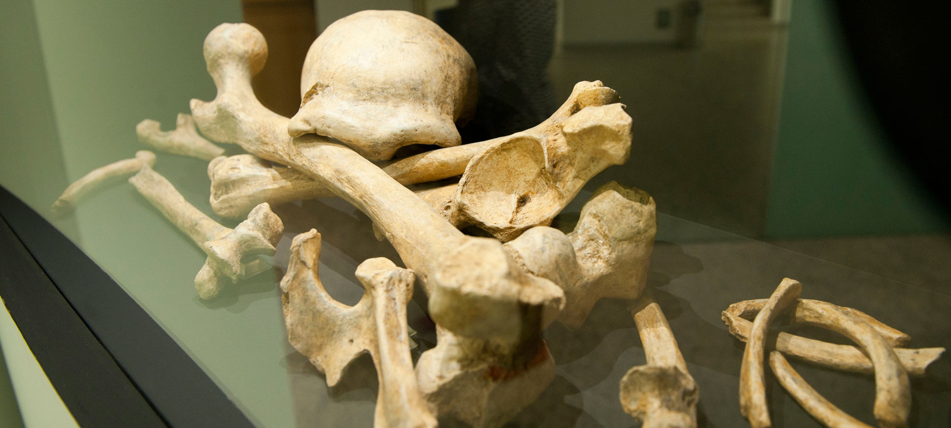 Exposición Neandertales, Museo de la Evolución Humana, Burgos Exposición Neandertales, Museo de la Evolución Humana, Burgos