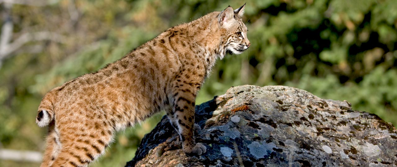 Lince ibérico Lince ibérico