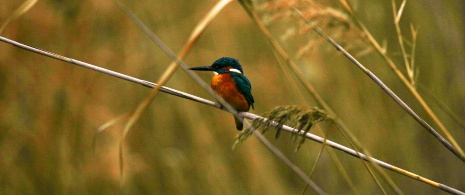 Observation d'oiseaux sur les étangs, Minorque