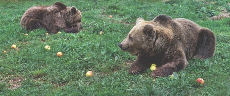 Orso sul Sentiero dell'Orso, Asturie